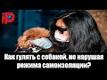 Собаки на карантине. Как не дать заскучать любимцу?