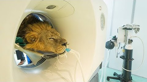 Big cat gets a CAT scan at London Zoo for the first time