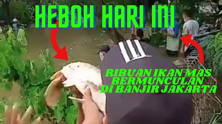 Heboh, Ribuan Ikan mas bermunculan di banjir jakarta Bikin gempar warga