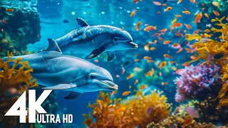 4K Stunning Underwater Wonders of the Red Sea + Relaxing Music - Coral Reefs \& Colorful Sea Life
