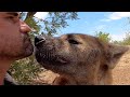 Hyenas scents and sense abilities  the lion whisperer