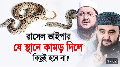 রাসেল ভাইপার যেস্থানে কামড় দিলে কিছুই হবে না ! @rasedvlog3609