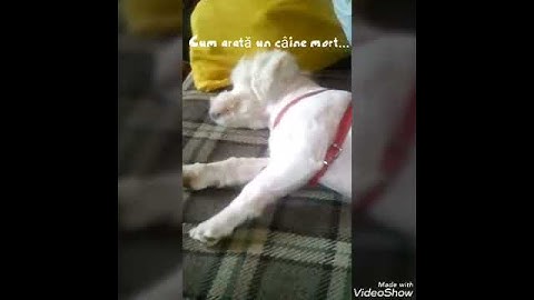 Când câinii sunt morți de somn...