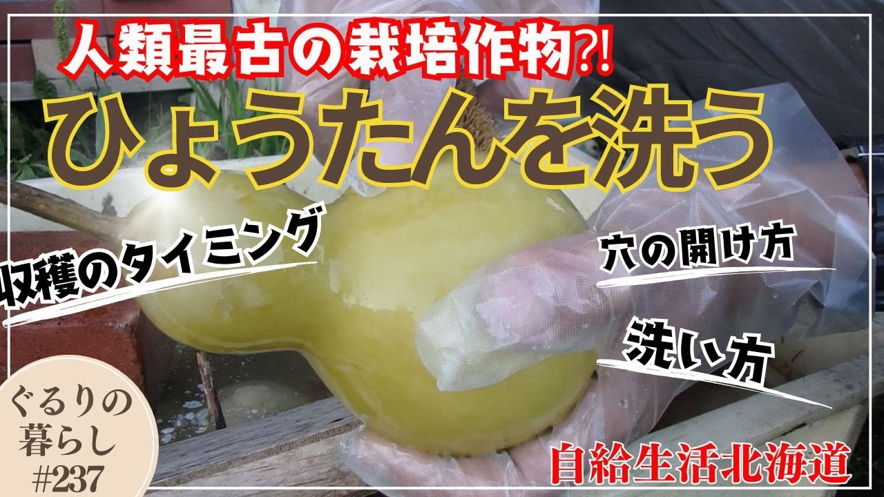 ひょうたんを洗う【自給生活北海道】ぐるりの暮らし