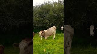 ?? HOW DOES A COW?GET UP?RURAL IRELAND?loveireland?HELP site WATCH any 10min VIDEO?subscribe?zen