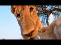 Lion attacks a Gopro