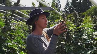 Farm to Shelf Video Series: Emerald Queen Farms