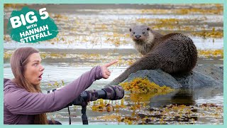 Otters | Big 5: Scotland | BBC ﻿Earth Kids