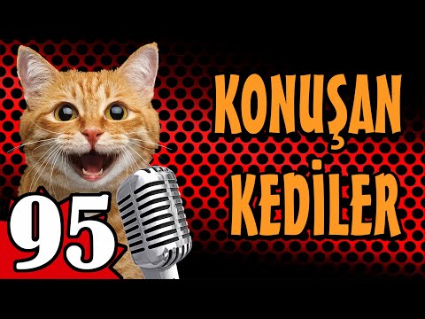 Konuşan Kediler 95 - En Komik Kedi Videoları - PATİ TV