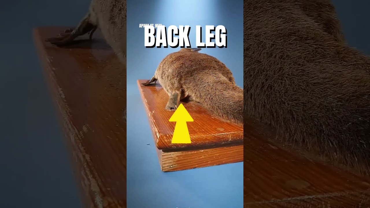 Platypus is WEIRD. #facts #informative