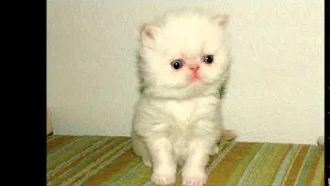 Video 3403571: exotic longhair kitten