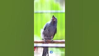 Srigunting abu abu gereja tarung #sriguntingabuabugacor