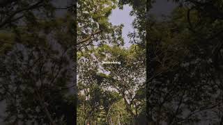 menjaring matahari - ebiet g ade #music #song