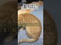 猫に太った？と聞いてみたらw #保護猫 #茶トラ #可愛い猫