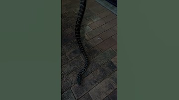 Australia native coastal carpet python Gold Coast Australia