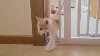One of the Kittens Escaped! (ENG SUB)