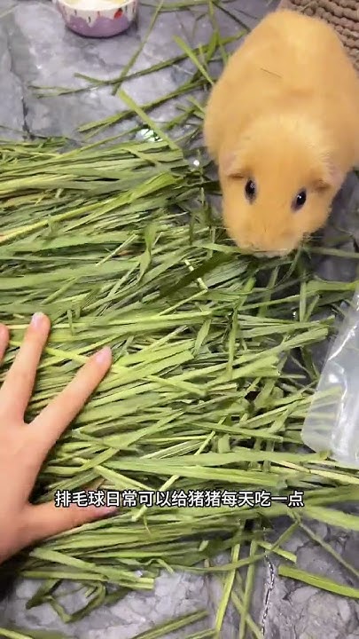 a-highly-praised-oat-grass-snack-grass-for-guinea-pigs-and-guinea-pigs