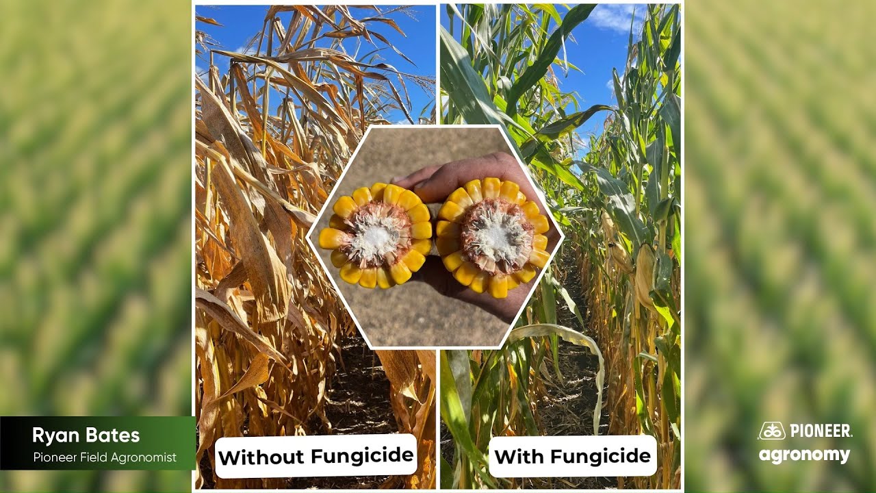 Evaluating Corn Hybrids for Tar Spot Tolerance