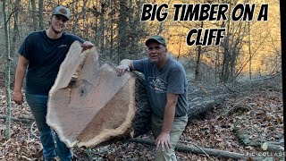 Logging Massive Oak On A Bluff