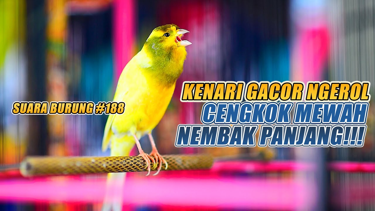 SUARA BURUNG |188| Kenari GACOR PANJANG INI Cocok untuk Masteran KENARI PAUD dan Kenari Macet BUNYI