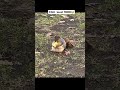 CUTE AND CHILL😭                    (Pets Memes)                        shorts #viral