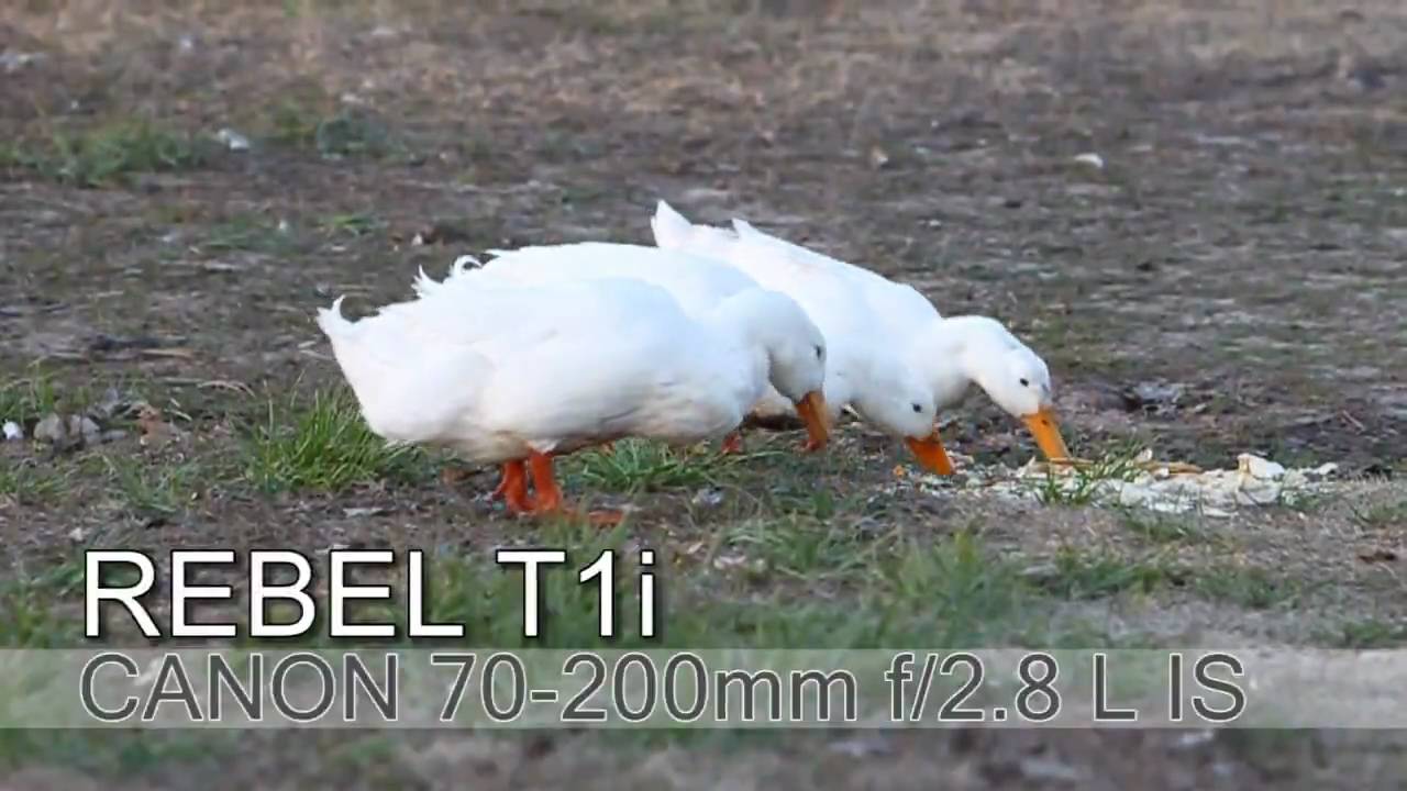 Canon Rebel T1i.mp4 - YouTube