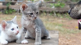Poor sibling kitten playing happily without worry by Creative Animals 179 views 5 months ago 2 minutes, 33 seconds