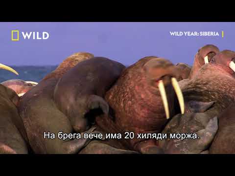 Миграцията на моржовете | Година в Дивото: Сибир | NG Wild Bulgaria