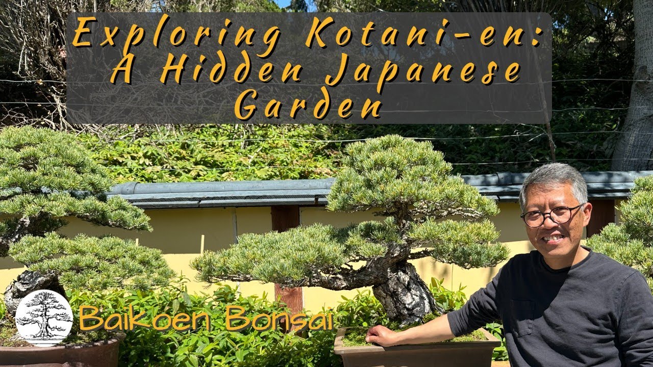 Exploring Kotani-En: A Hidden Japanese Garden & Bonsai Treasure in Los Gatos, CA - Baikoen Bonsai