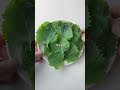 シソを増やす2つの方法