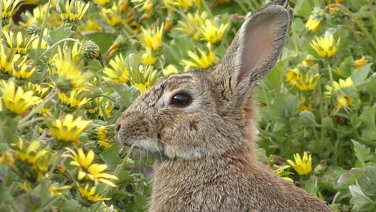 Cute Rabbit Eating Daisies (Wascally Wabbit)