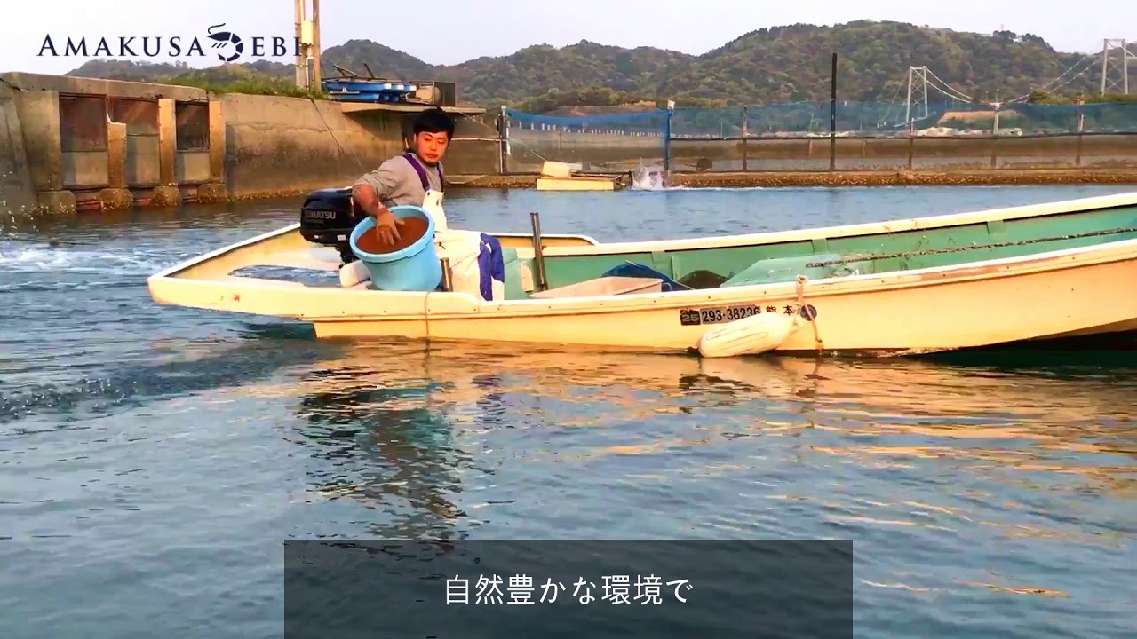 車海老 餌やり 天草産クルマエビ えさやり 熊本県上天草市 えび Youtube