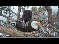 Big Bear Eagle Cam ~ Shadow Does It Again ~ Puts Another Stick On Mom & Steps On Her Back 3.21.19