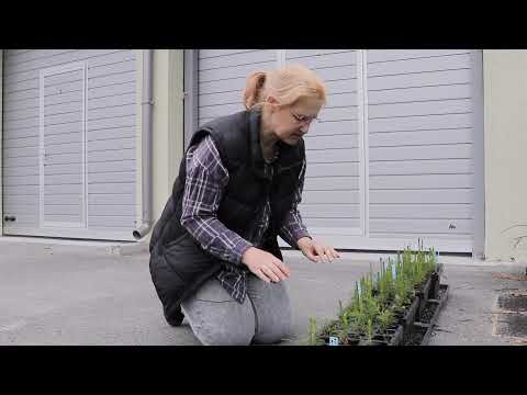 Video: Koksnes Pelni - Noder Saimniecībā