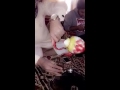 قاله صبلي شاهي ورد والله ماتذوقه وش صار 
