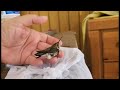 Robin rescuing a hummingbird stuck in the garage