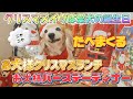 クリスマスイブは愛犬イブのお誕生日 #お犬様クリスマスランチ #お犬様バースデーディナー
