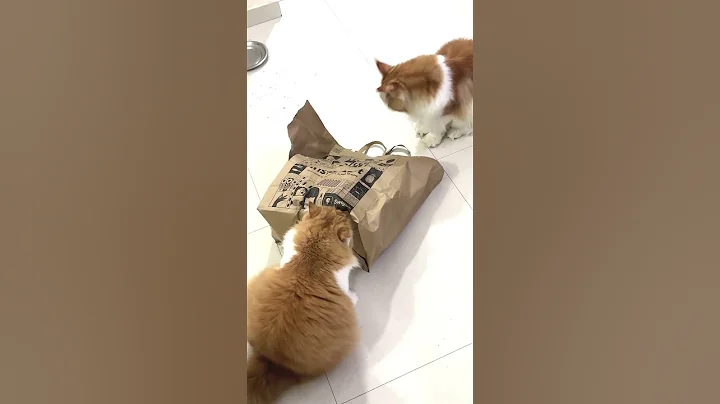 Video 10458251: mainecoon persiancat cats, persiancat persians, persiancat cutecat, cutest cats, cat fun