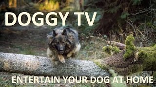 Daytime Television for your Dog. TV for your dogs. Dogs playing in the grass and mud.