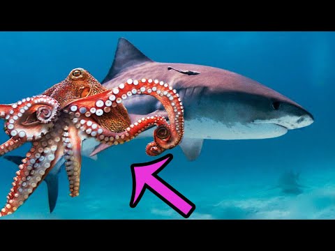 7 Fights Of The Octopus