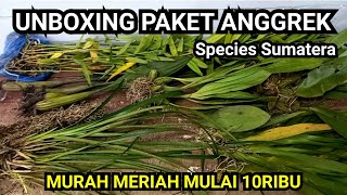 Anggrek Hutan Species Sumatera Murah Meriah Mulai 10rban