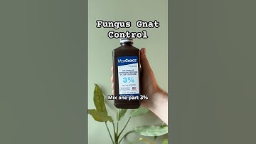 Bye fungus gnats! 🪰 Try this hydrogen peroxide soil hack for healthy, gnat-free plants! 🪴 #plants