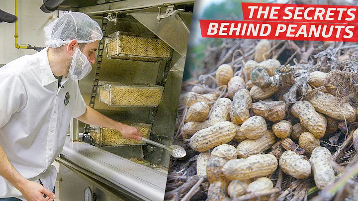 ABD'nin Önde Gelen Bir Fıstık Şirketi Yılda Milyonlarca Fıstık Nasıl Üretir