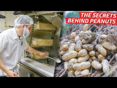 Video: Peanut Plant Varieties - What Are The Different Types Of Peanuts