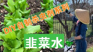 [ENG SUB] DIY自制有机杀虫剂韭菜水 DIY Organic Chive Water Pest Control Spray