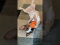 【Jack Russell Terrier傑克羅素㹴BonBon】play ball#橘貓#柴犬#shorts #傑克羅素
