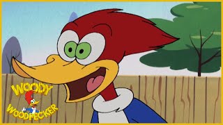 Woody Woodpecker | Surf Crazy | Woody Woodpecker Full Episodes | Kids Movies | Videos for Kids