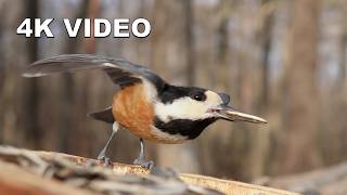 Golden Morning Clarity: Japanese Forest Birds in 4K UHD | Virtual Window ASMR