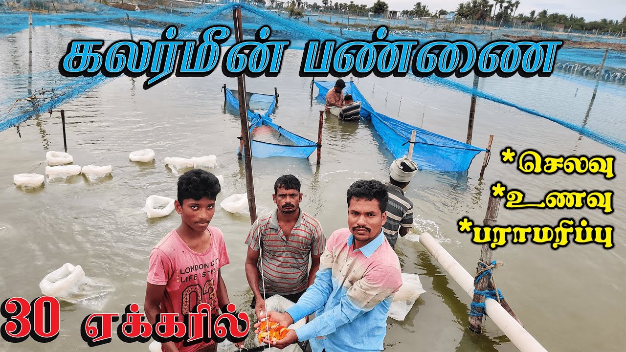 30 ஏக்கர் பரப்பளவில் அமைந்துள்ள கலர் மீன் பன்ணை|Colourfish pond|farm visit|Xploring💫