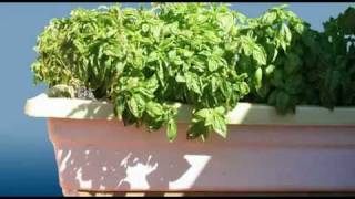 Aquaponics is an Ecosystem.flv